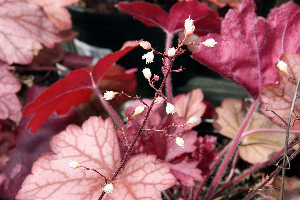 Pink-peachy colored coral bells plant