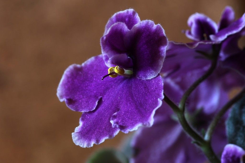 Purple African violet bloom