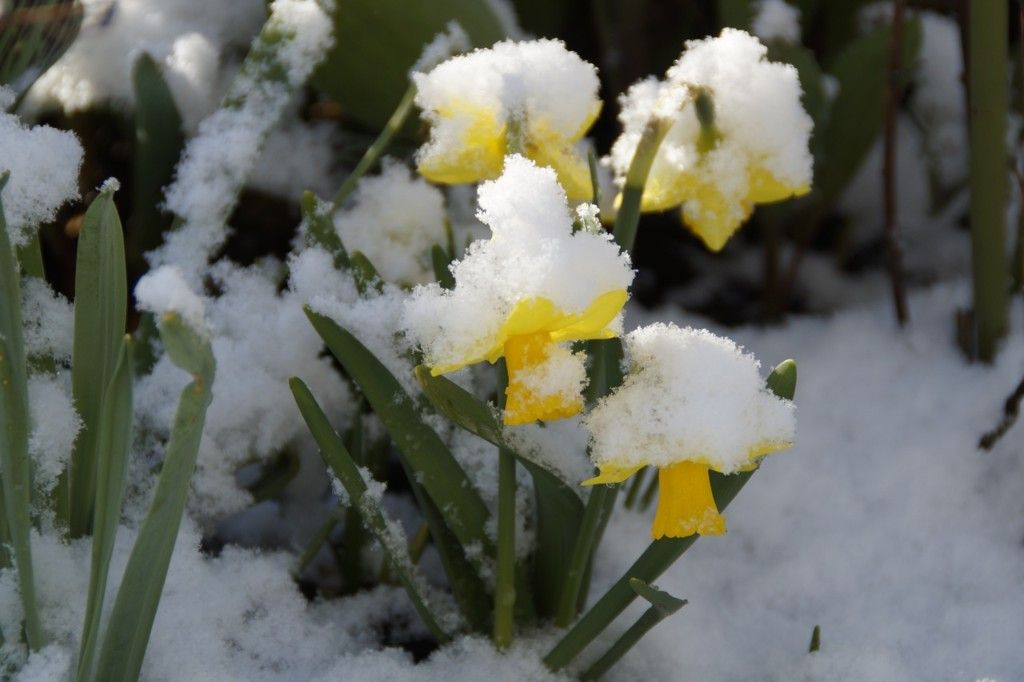 Daffodils caught in a surprise snow.