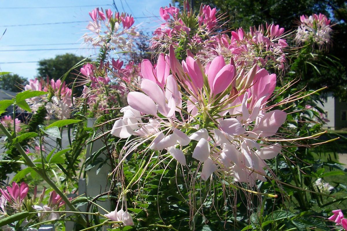 a barrage of cleome flowers