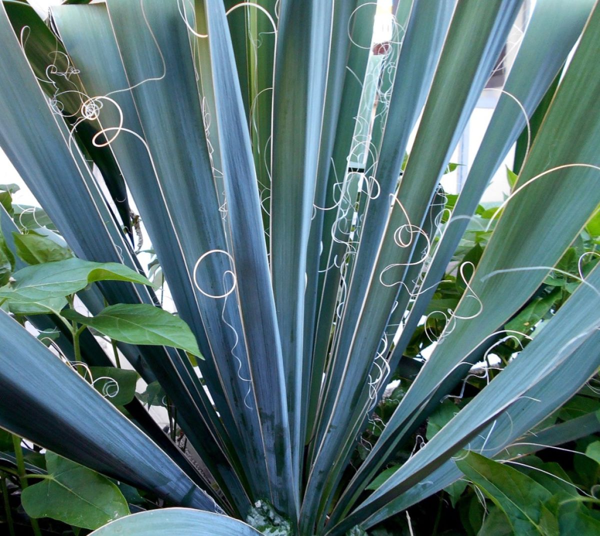 Yucca filamentosa, leaves with filaments. 