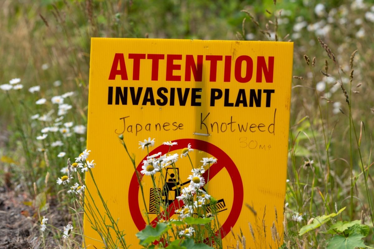 Invasive plants, no digging sign