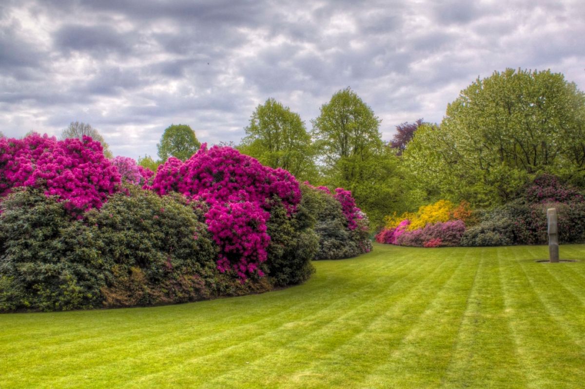 Rhododendrons and Azaleas