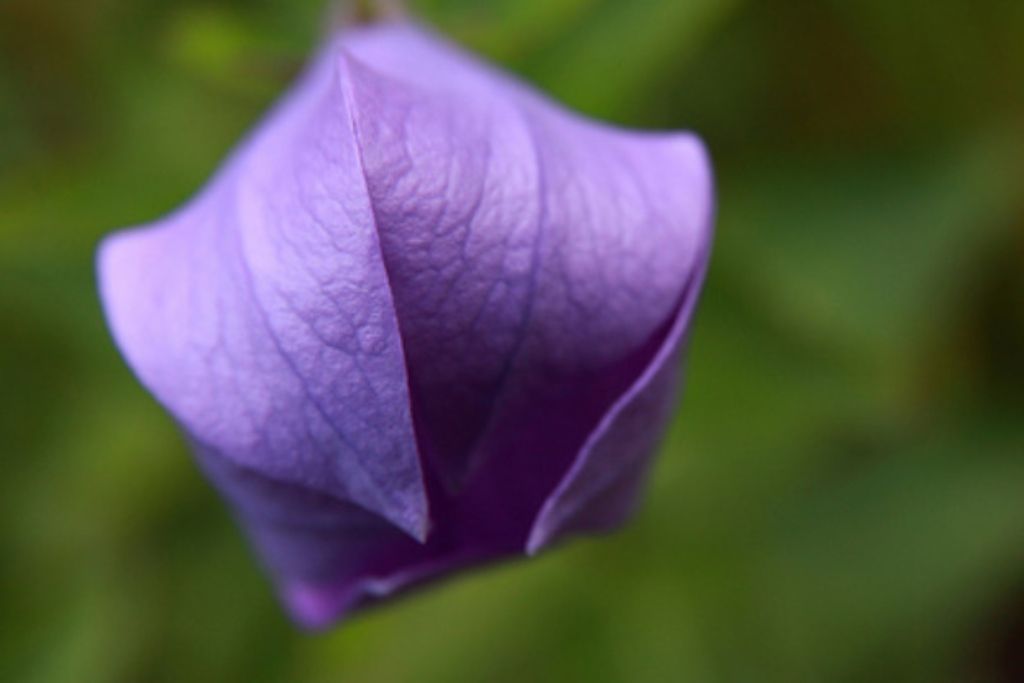 Balloon flower