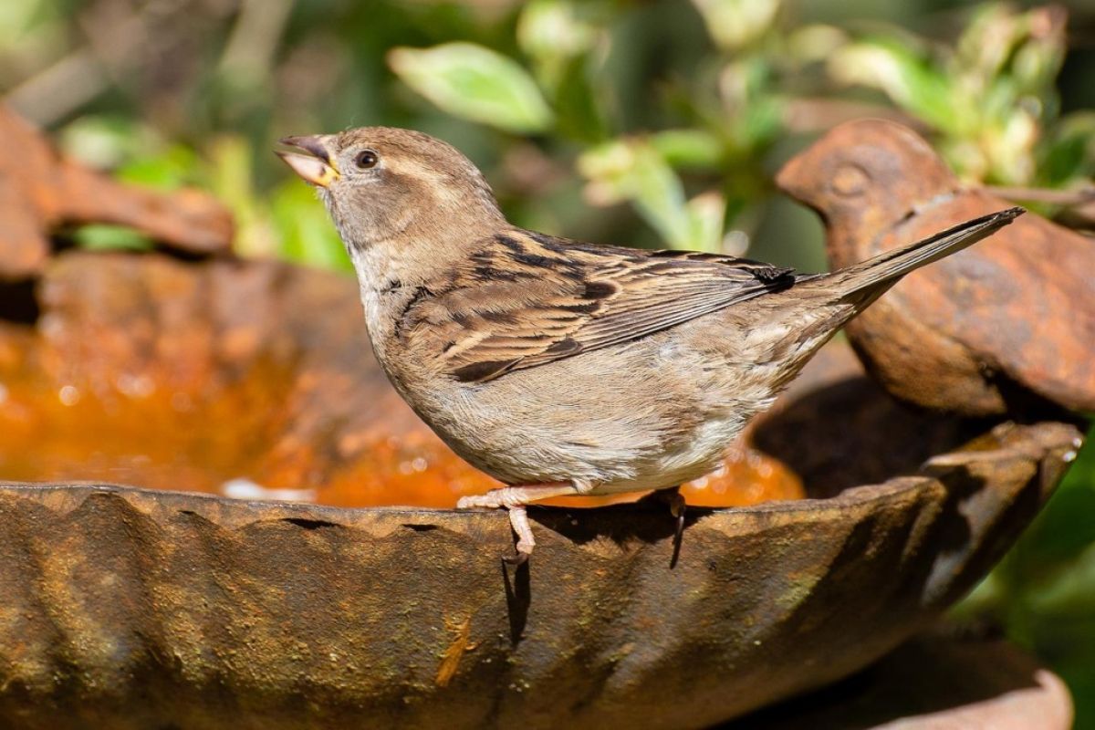 Brown bird at birdbath