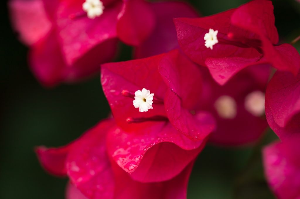 Bougainvillea bracts and flowers