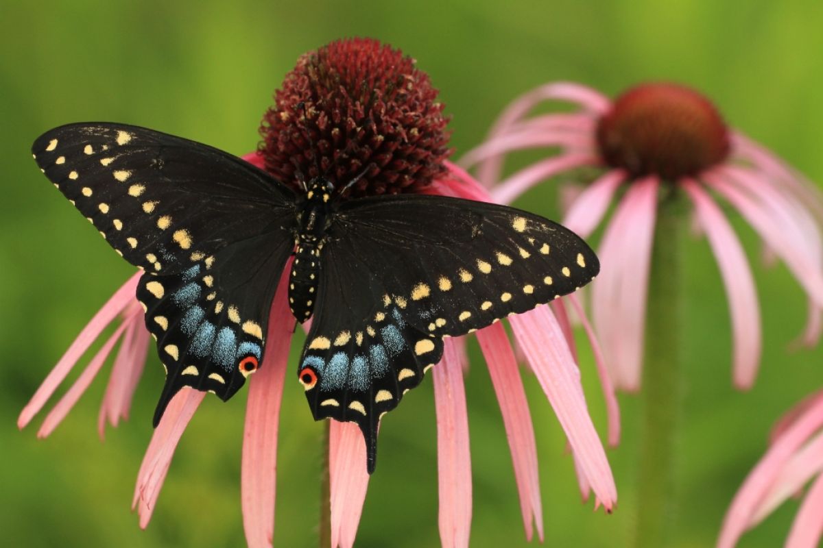 Eastern Black Swallowtail on a purple coneflower