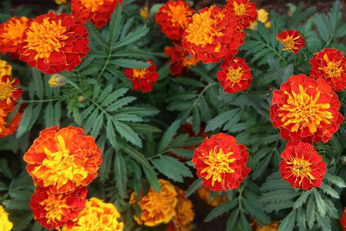 French marigolds