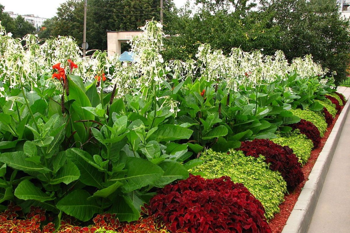 Flowerbed with nicotiana sylvestris