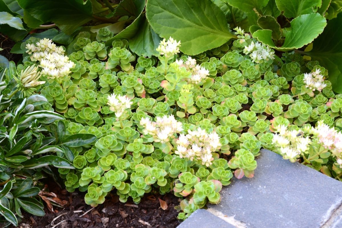 carpeting plants Sedum