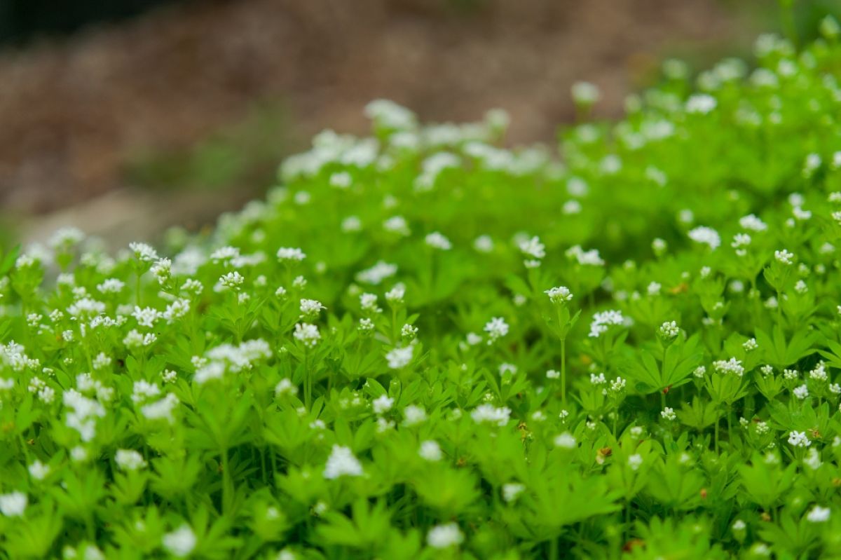 Groundcover of tiny white blooms of sweet woodruff