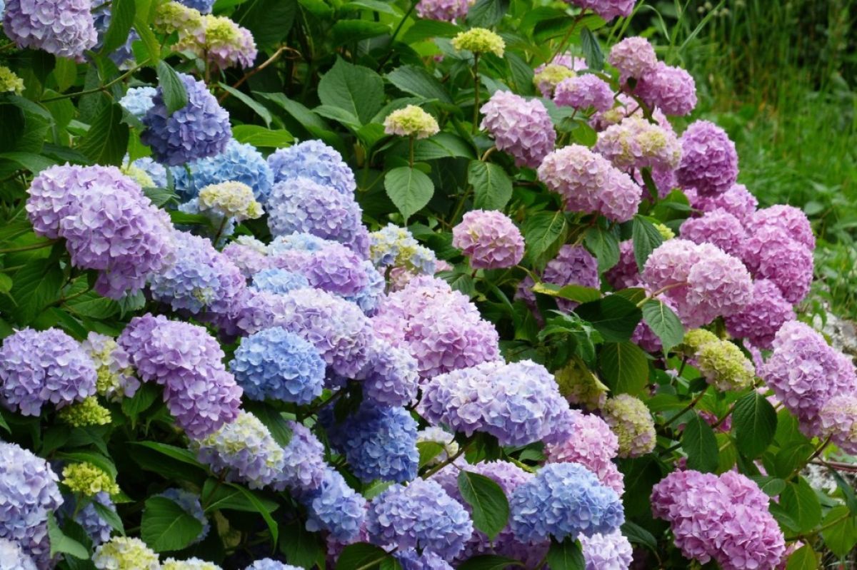 Hydrangea shrub with both pink and blue flowers.