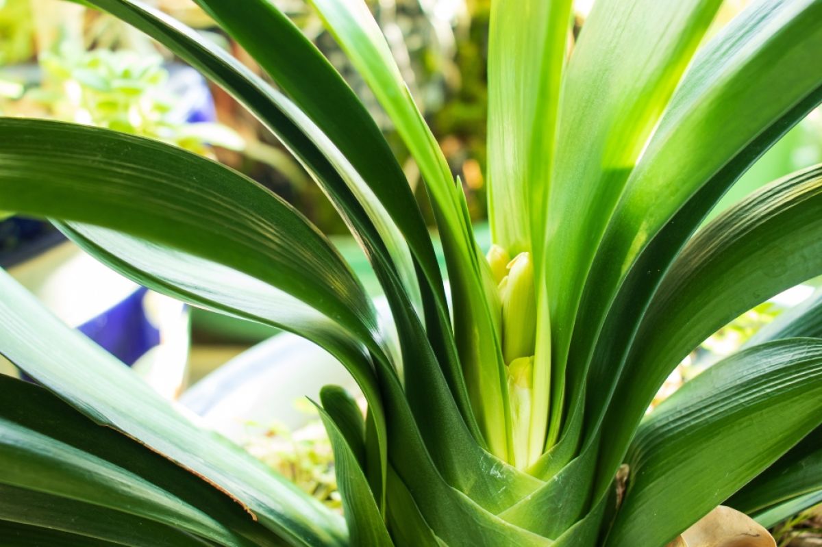 Clivia miniata