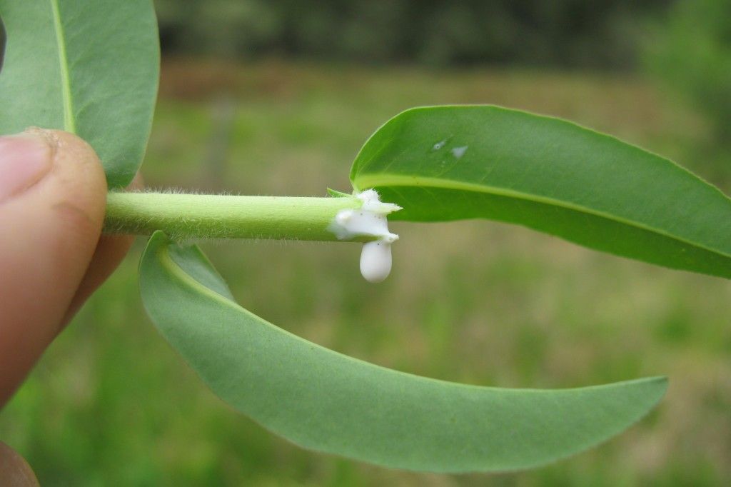 Cut euphorbia stem