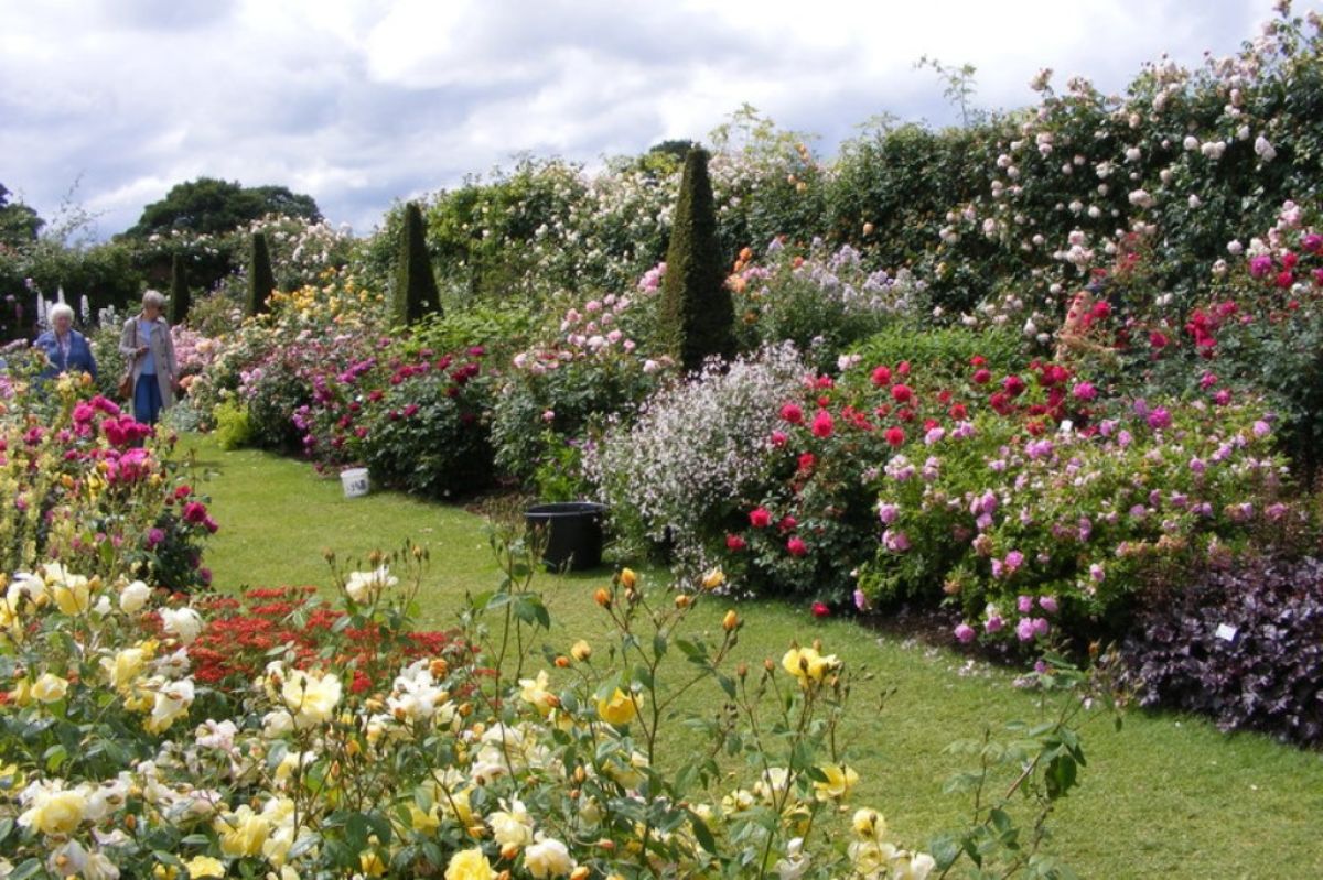 David Austin Roses, The view in a commercial rose-growing nursery near Albrighton, England.