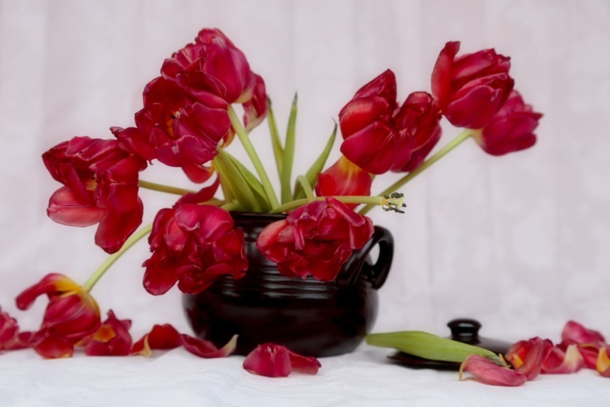 Vase of dying red tulips