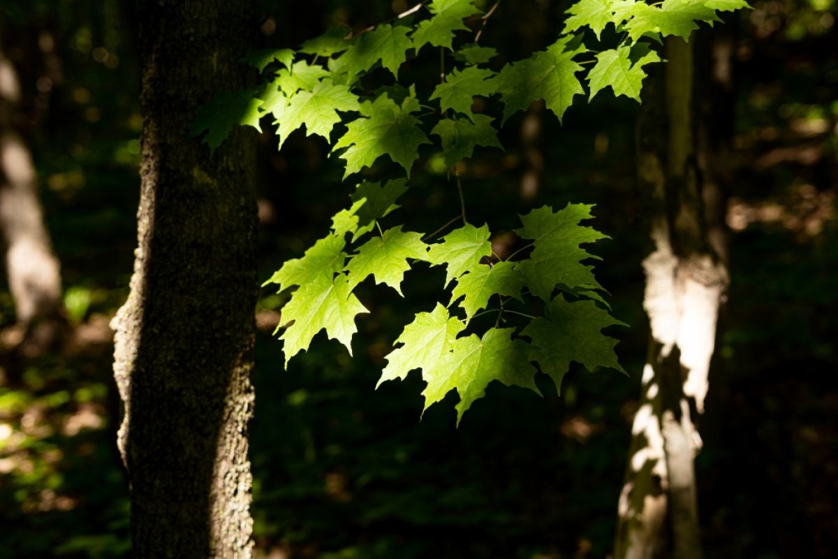 Shady tree leaves brightened with sunlight