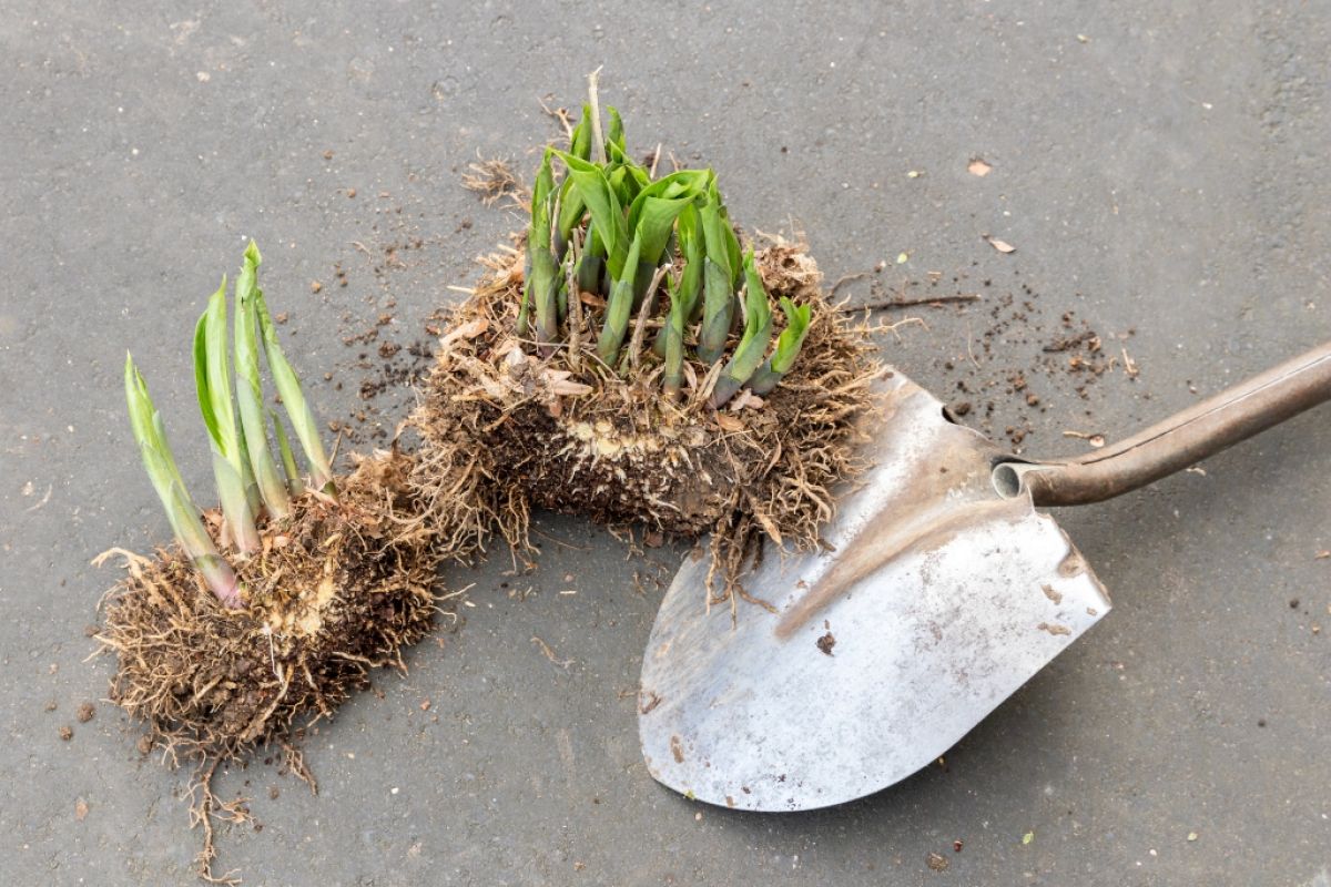 A shovel and two clumps of hostas on a driveway