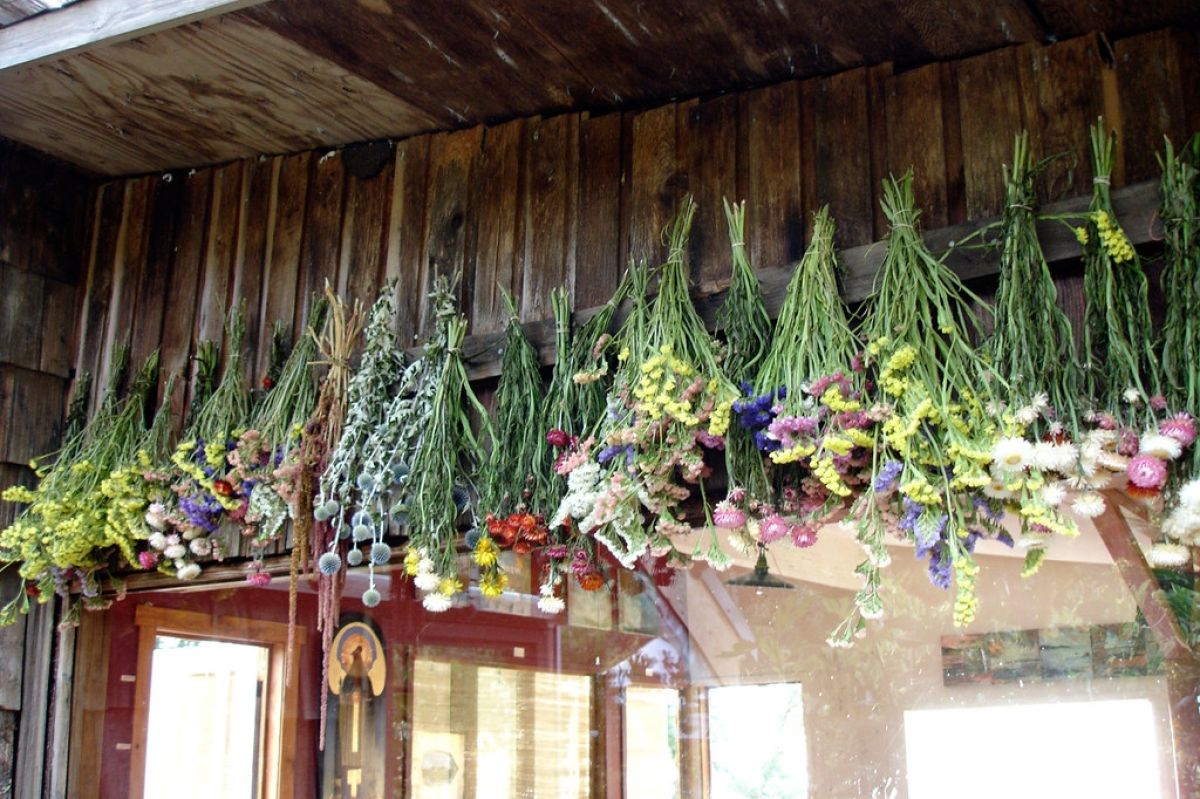 Variety of flowers being hung upside down to dry