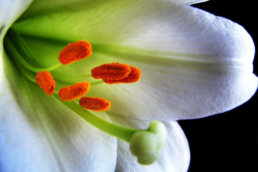 White Easter Lily.