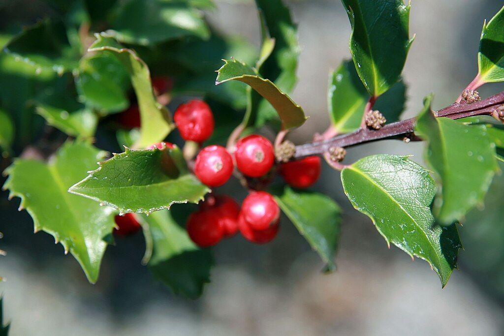 Evergreen holly shrub with red berries