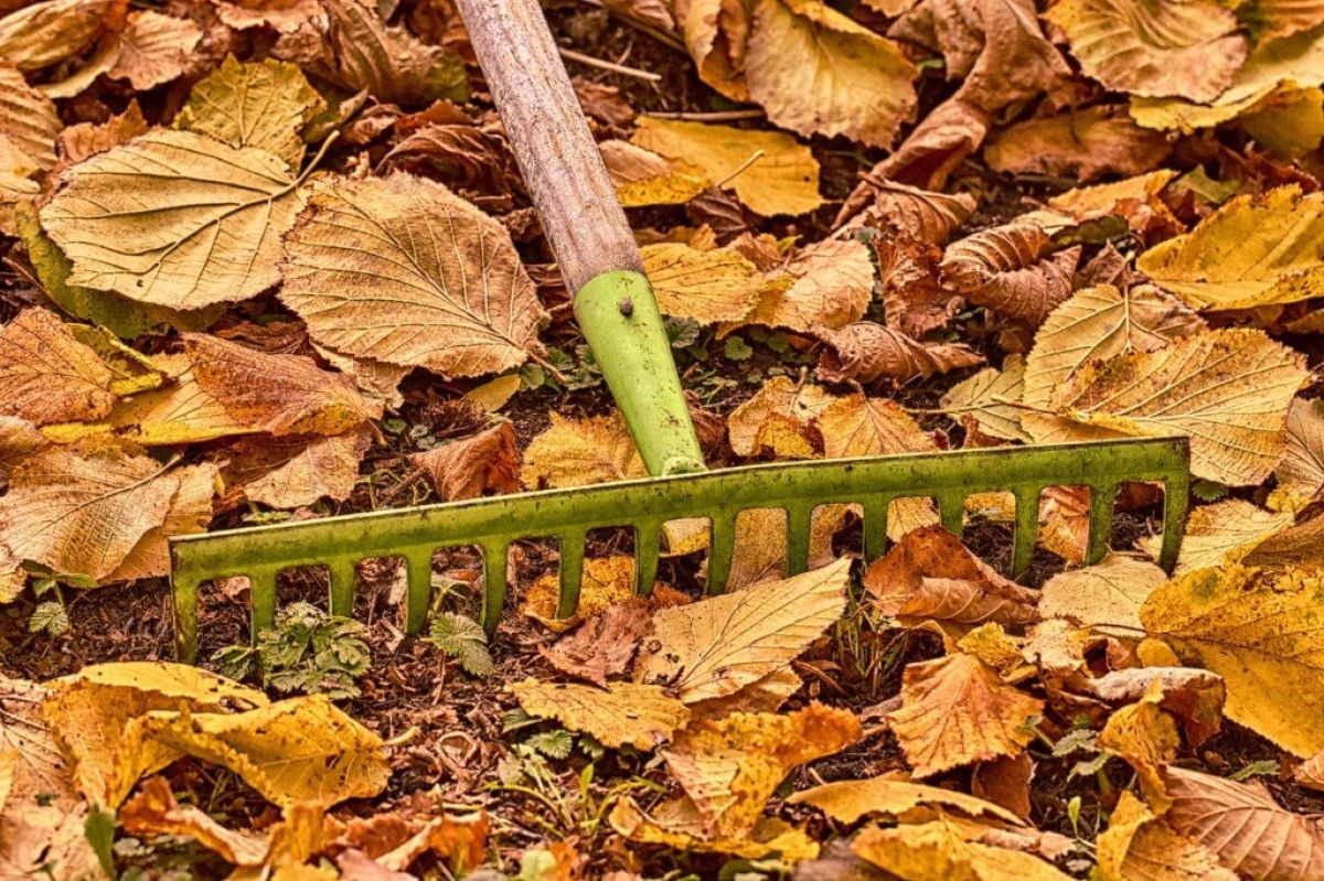 Autumn yard rake