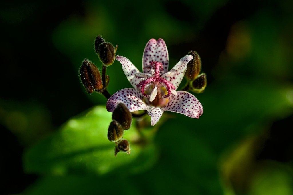 Toad lily in filtered shade