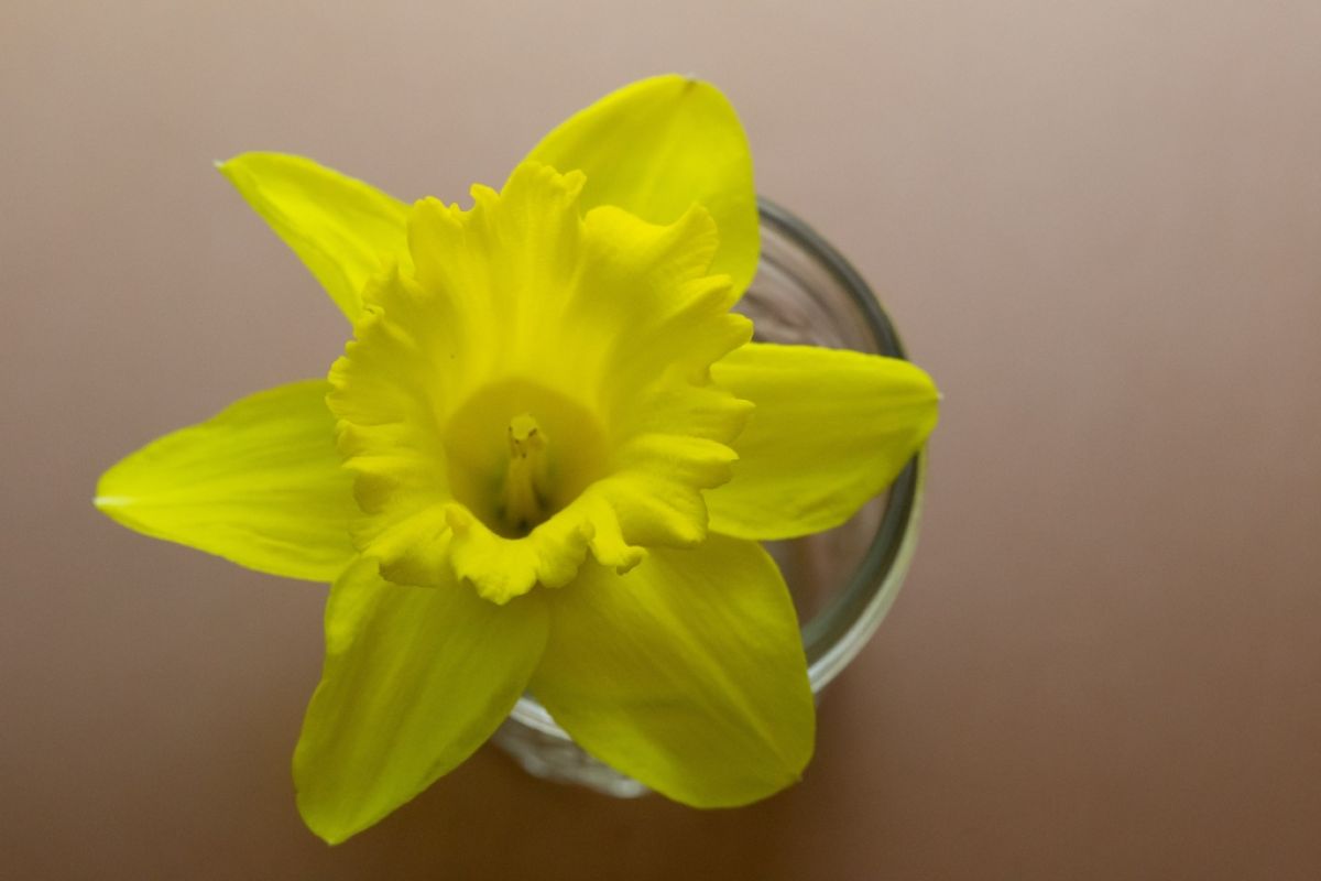 Daffodil in jar, view from above