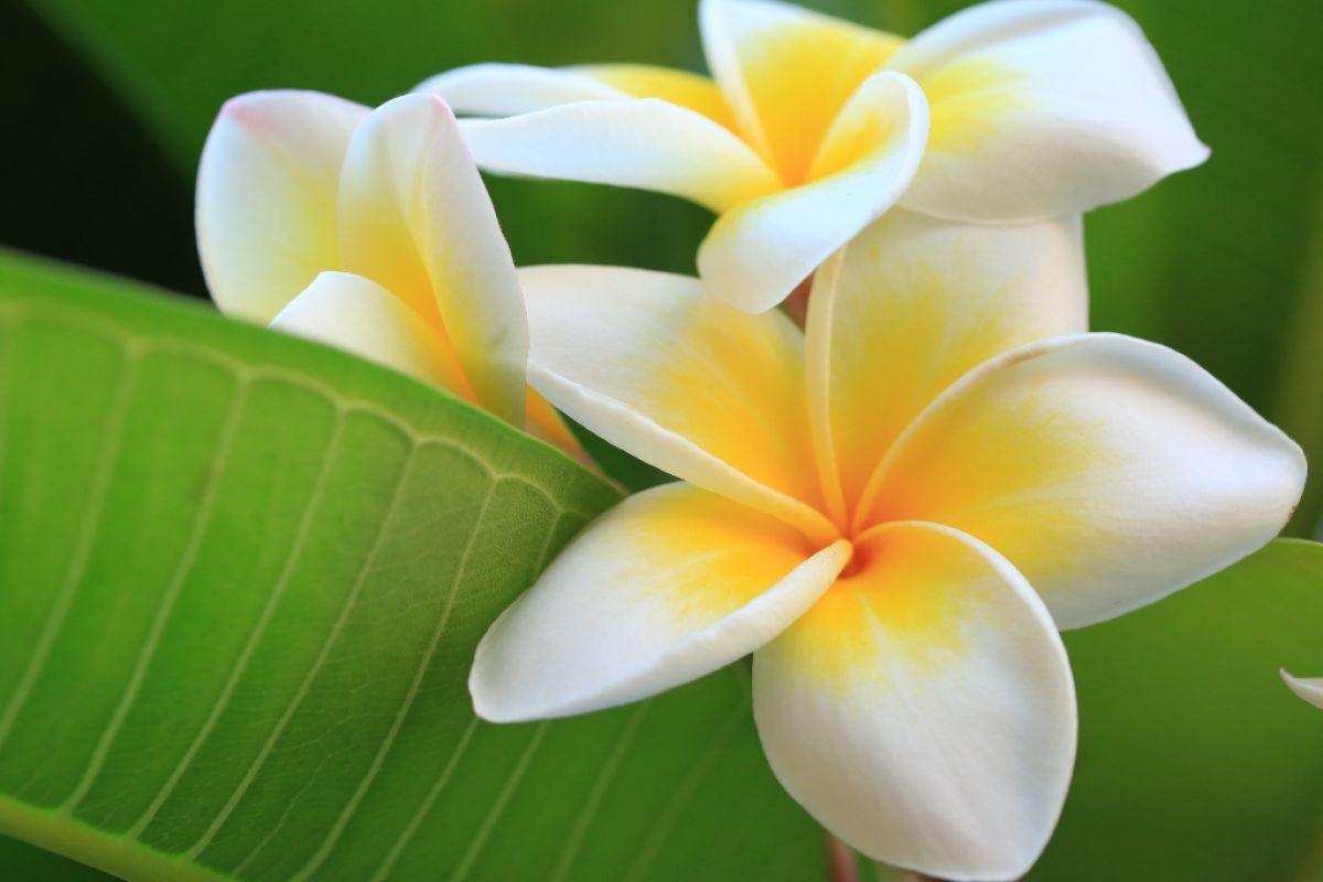 Frangipani blooms