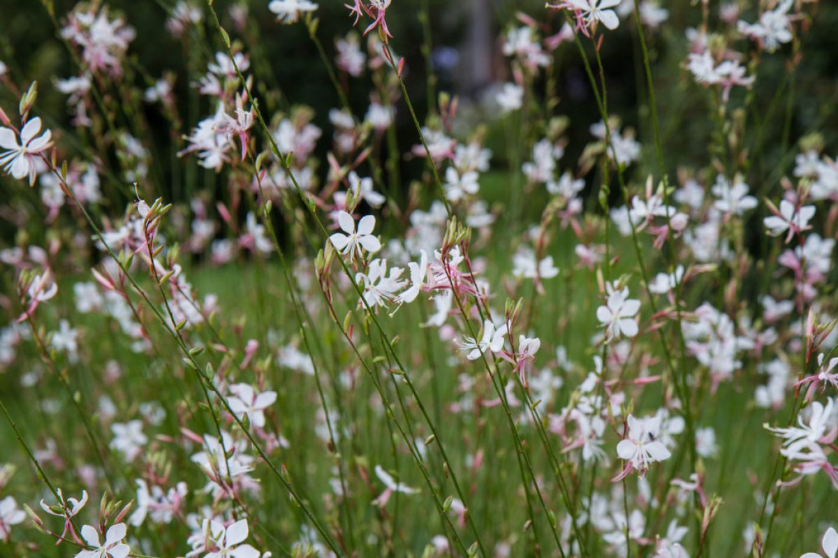 Gaura in bloom