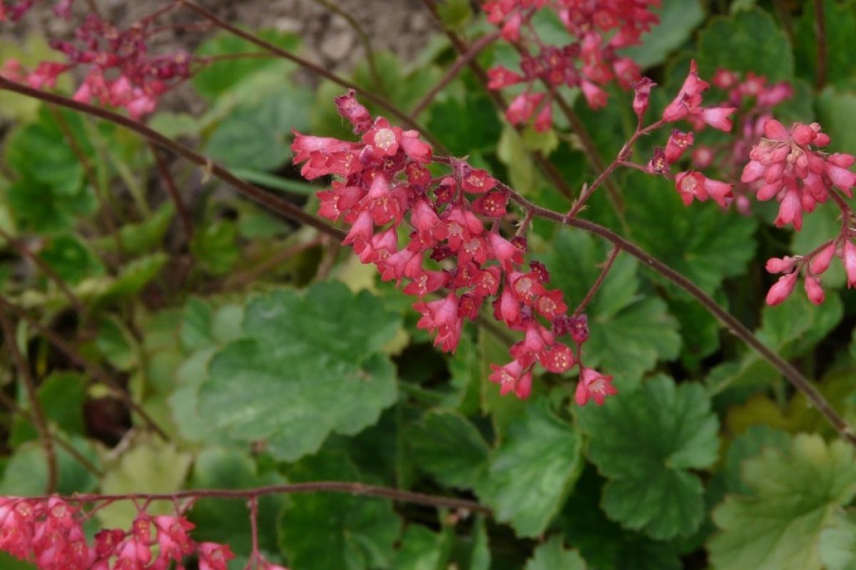 Red blossoms of Heuchera sanguinea, aka coral bells