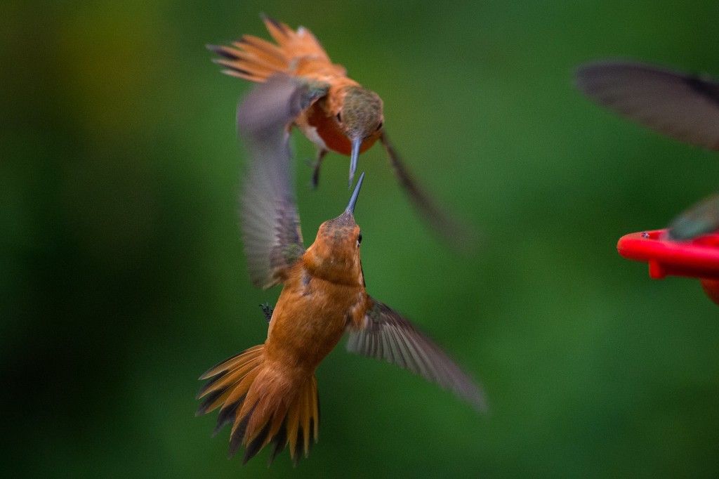 Hummingbirds fighting