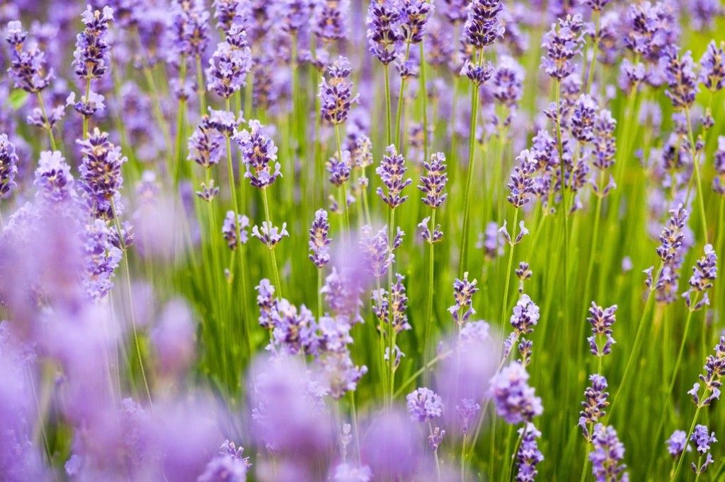 Lavender Means Devotion focusonflowers Indiana Public Media