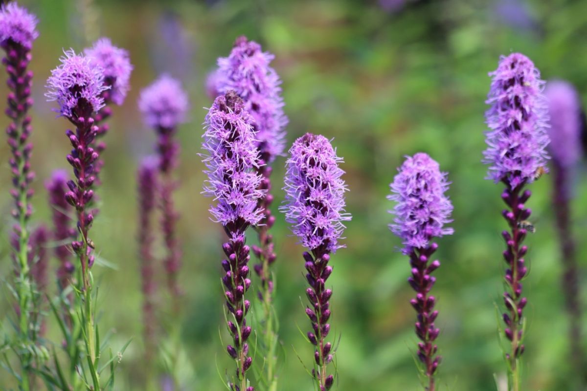 Liatris in bloom