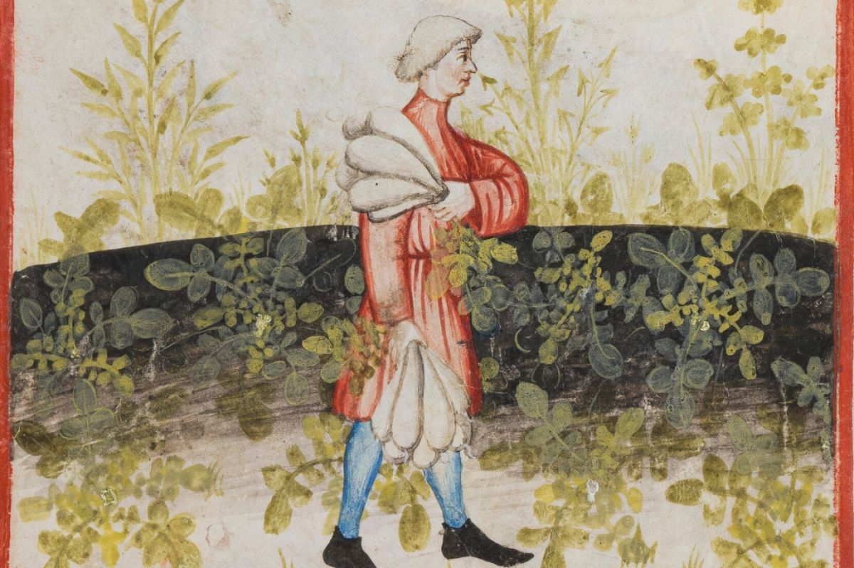 Man carrying turnips, Tacuinum Sanitatis, c.1450