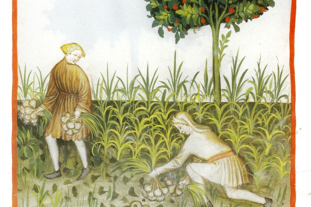 Harvesting aleum from 14th-century manuscript Tacuinum sanitatis
