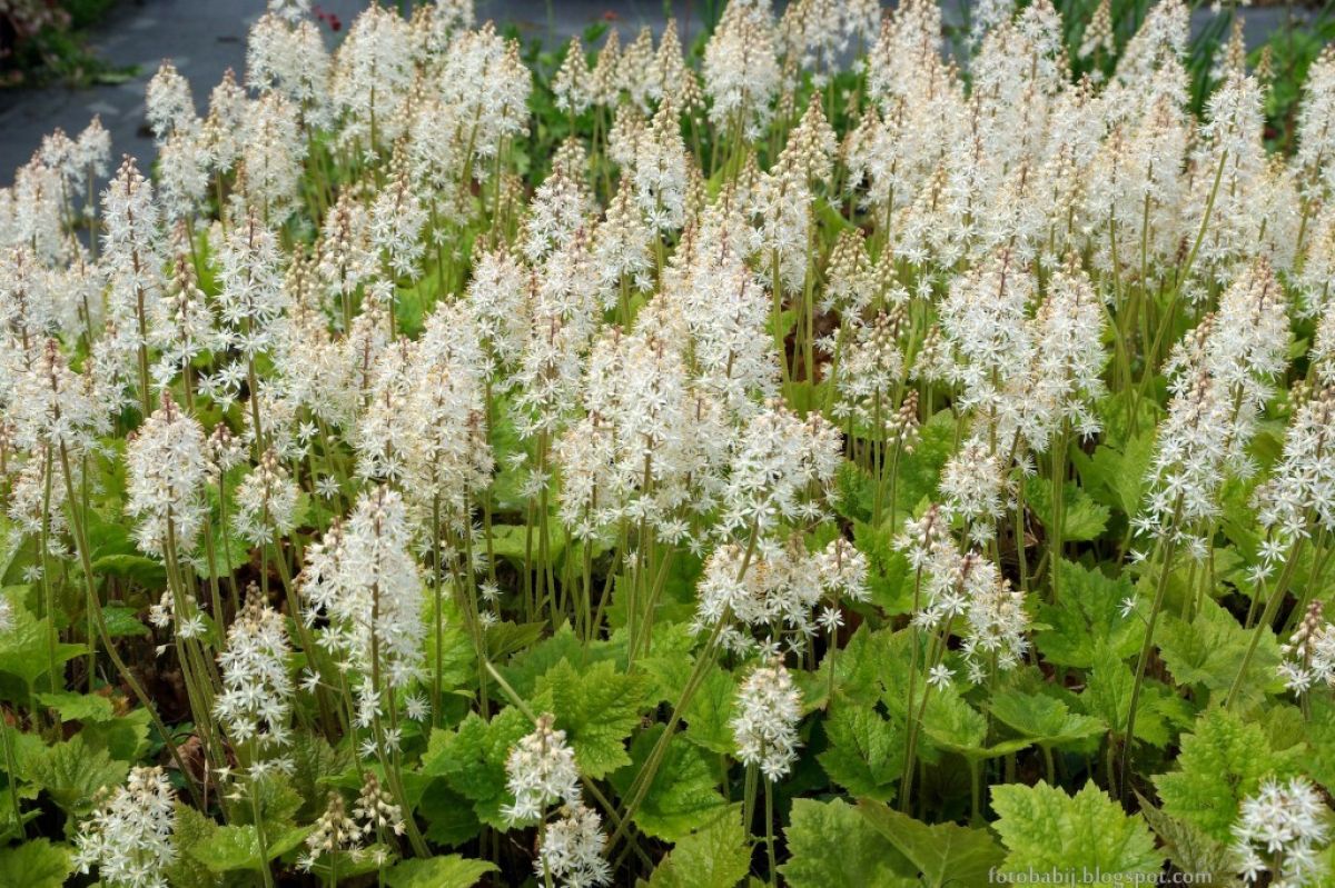Native Foamflowers, Tiarella wherryi