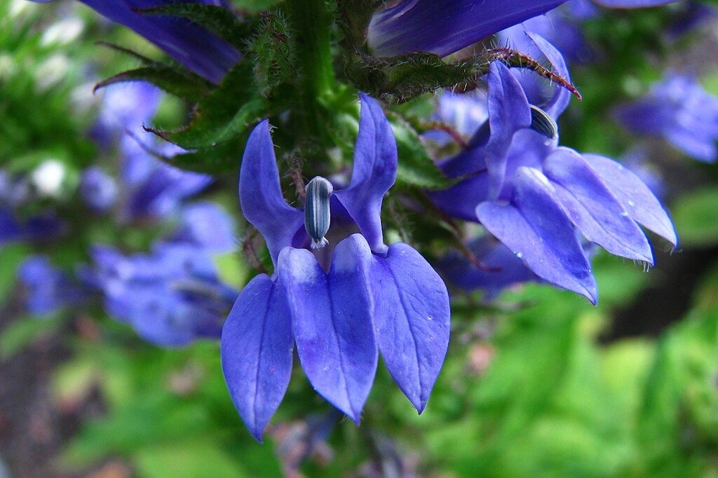 Blue bloom of Lobelia siphilitica