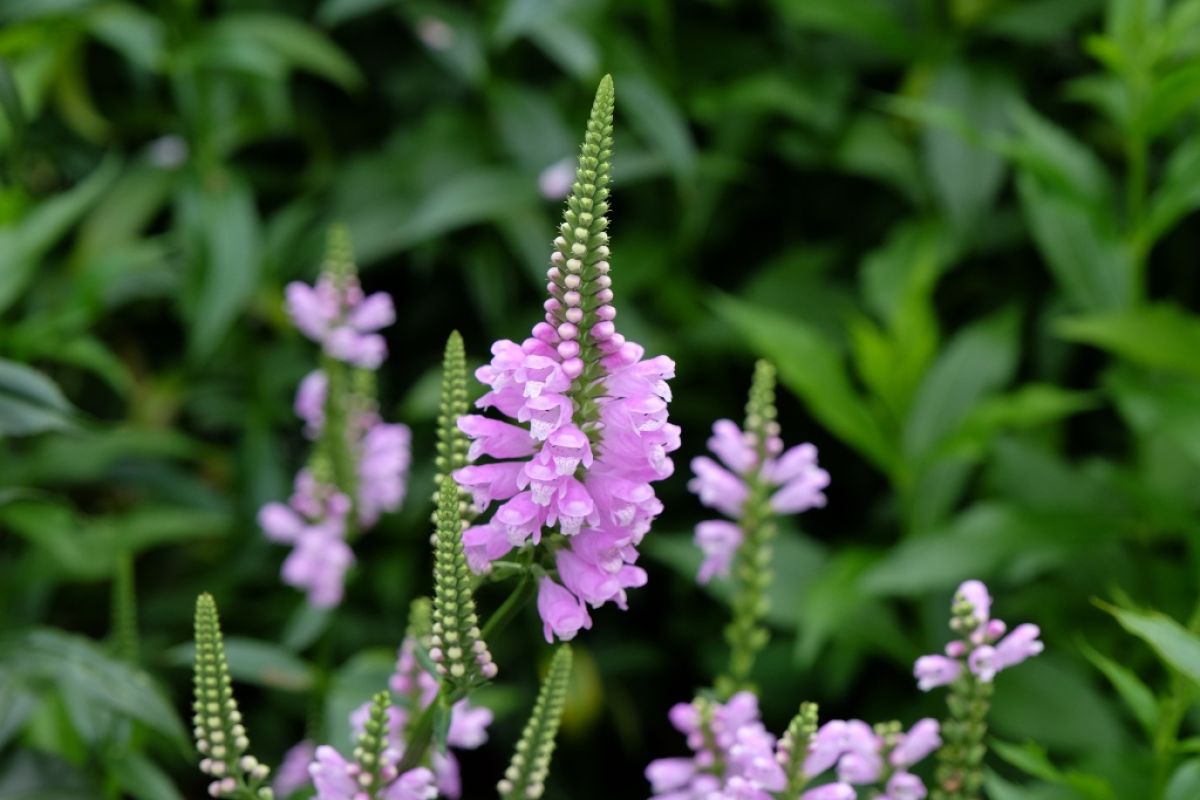 Pink blooms of native Physostegia virginiana