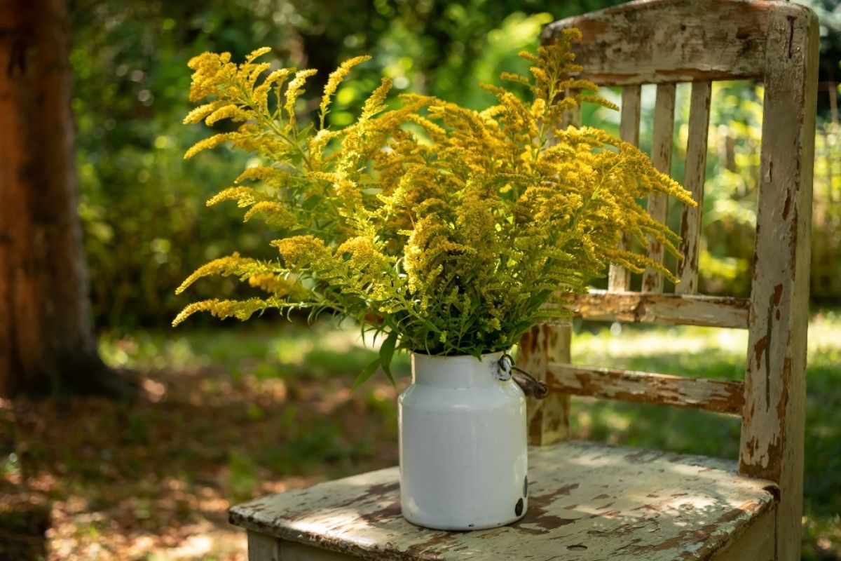 A bouquet of goldenrod