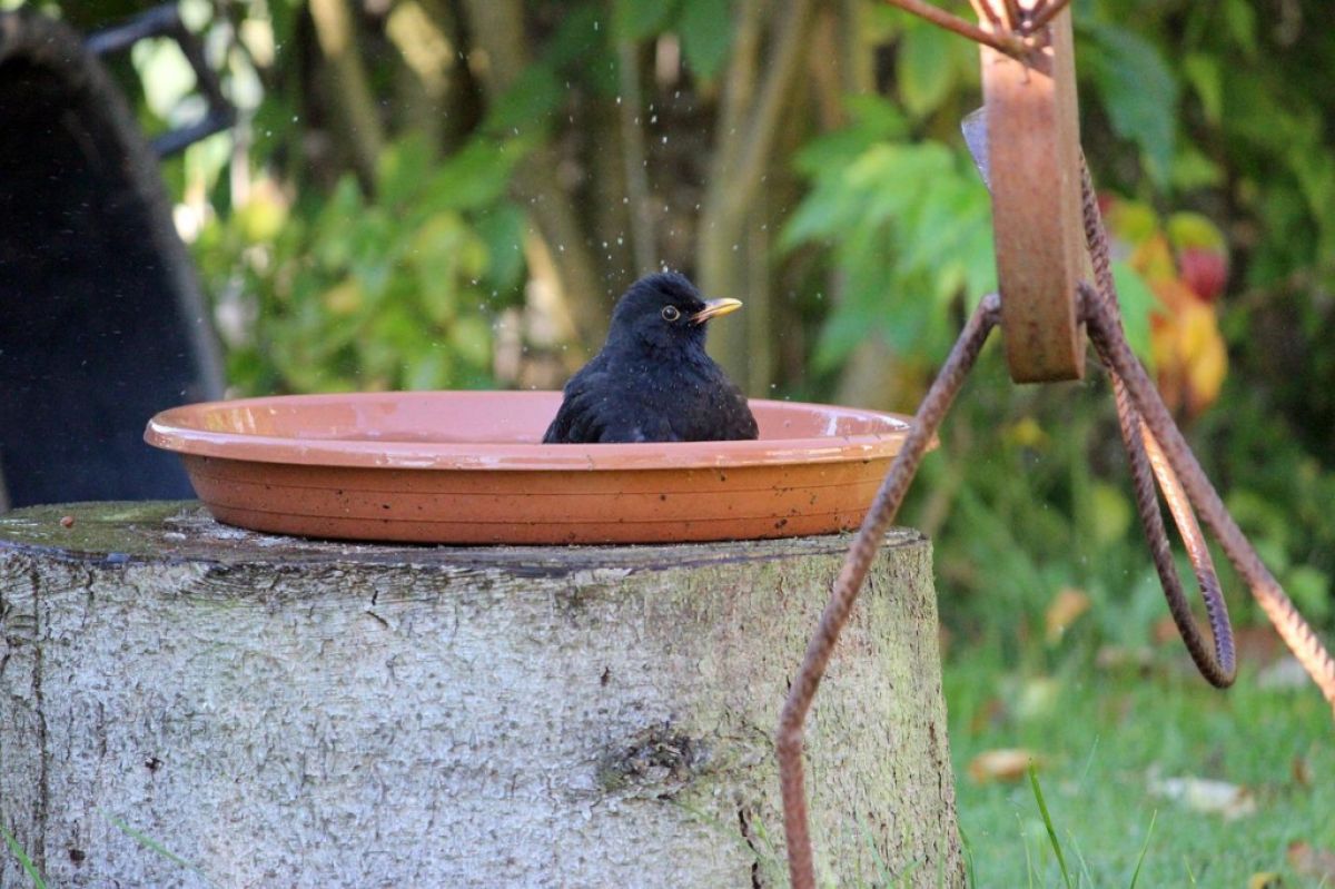 Blackbird in bath