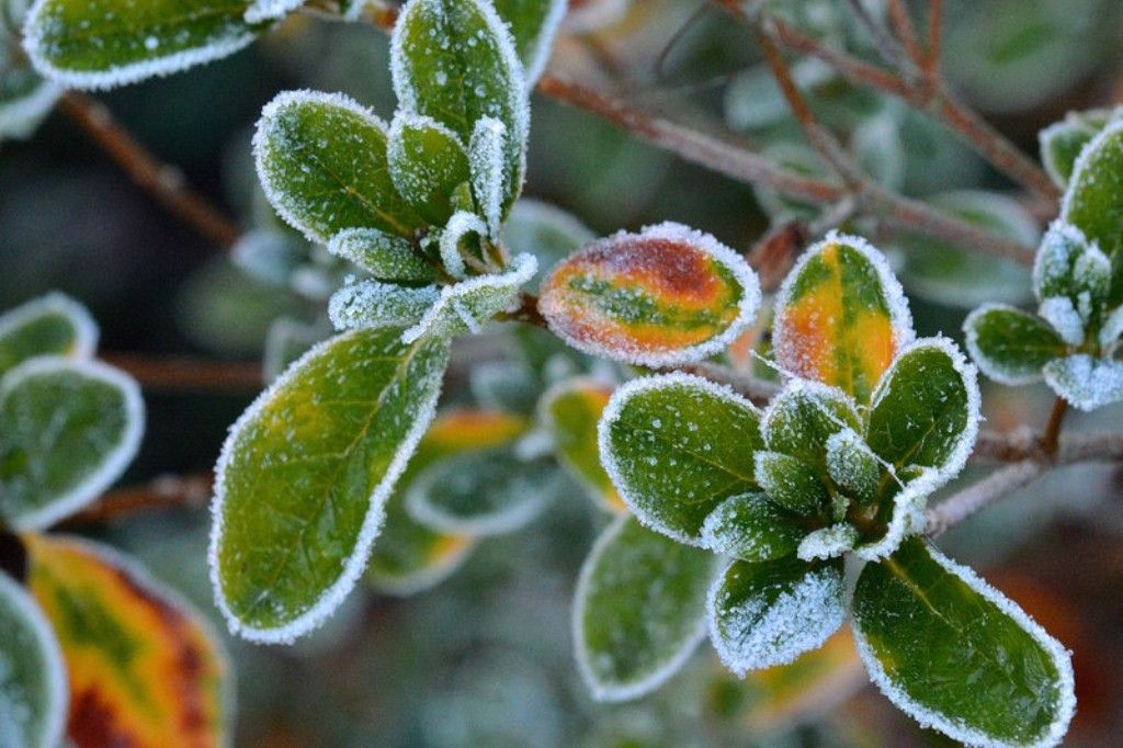Azalea on a frosty morning.