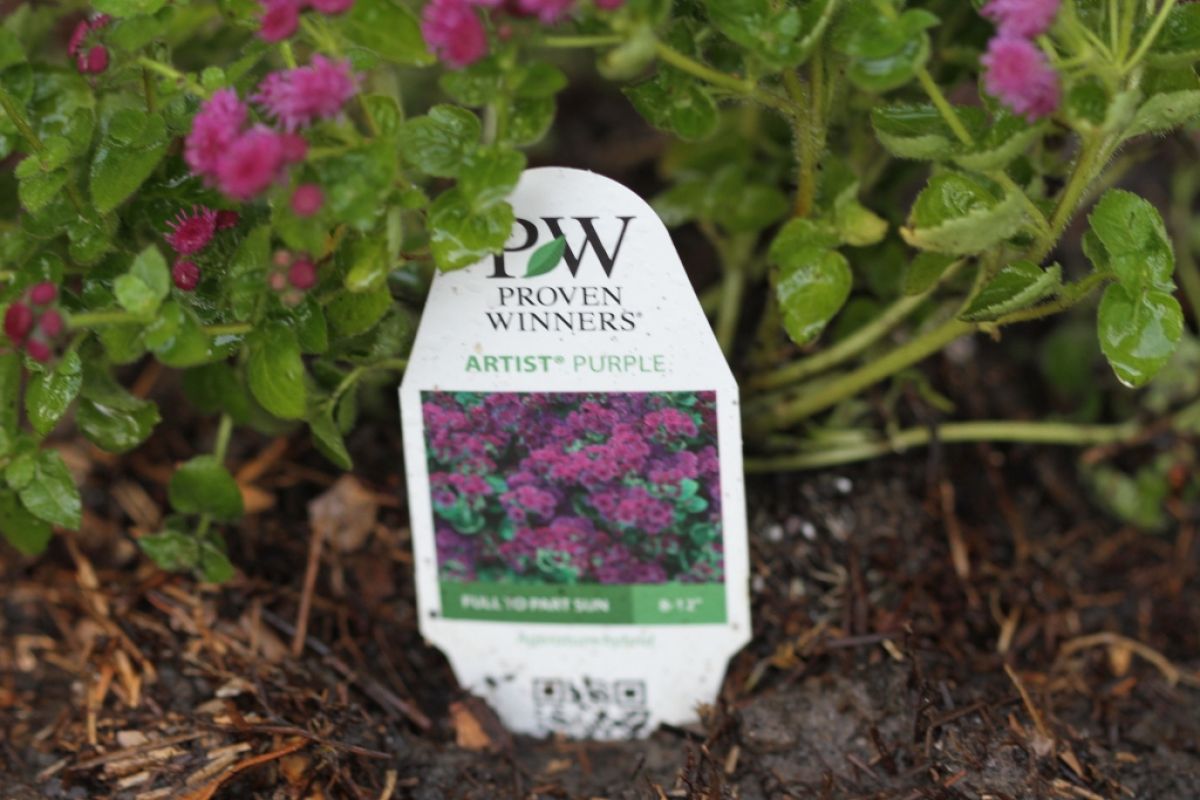 Proven Winners’ tag for patented lantana plant