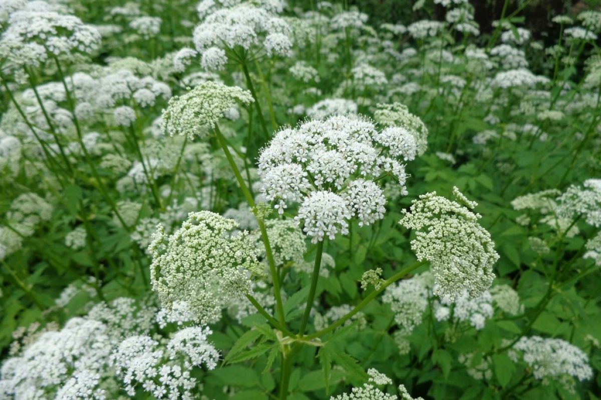 White blooms of the invasive Bishop's weed.