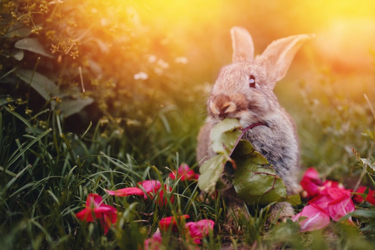Rabbit eating in the garden