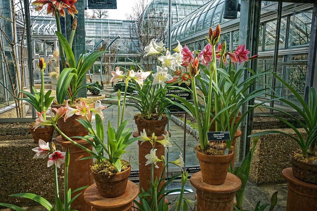 Amaryllis in greenhouse at botanical garden
