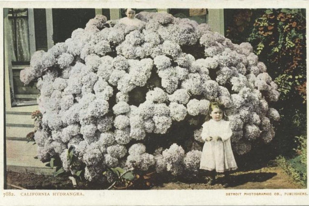 Vintage photo of two small children next to an enormous smooth hydrangea.