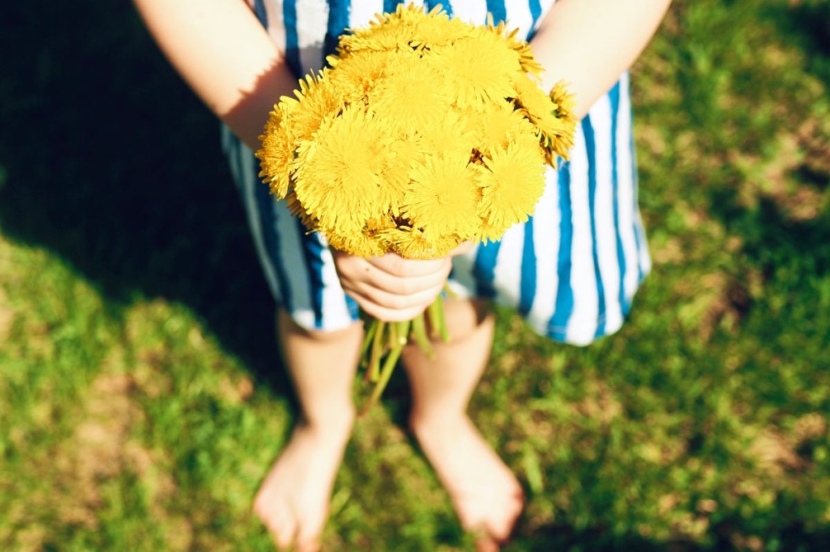 A bouquet of dandelions held by a child