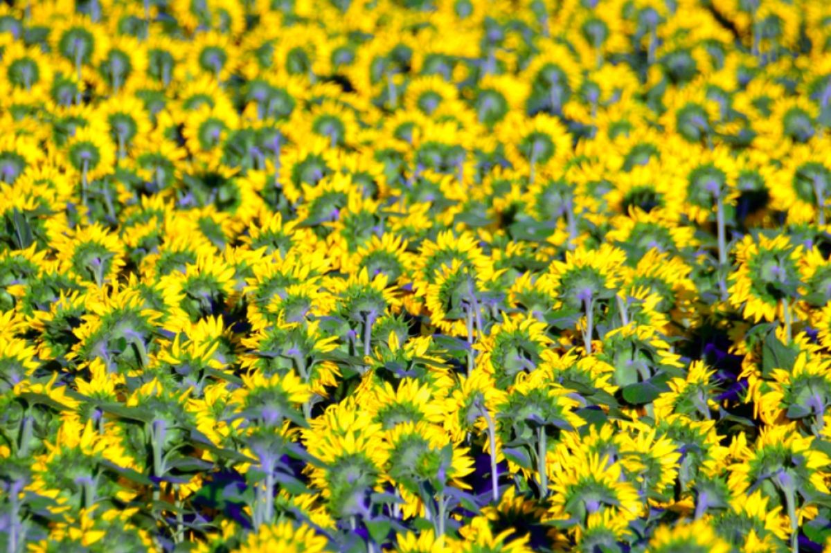 sunflowers-field-beautiful-yellow-flowers_cropped.jpg