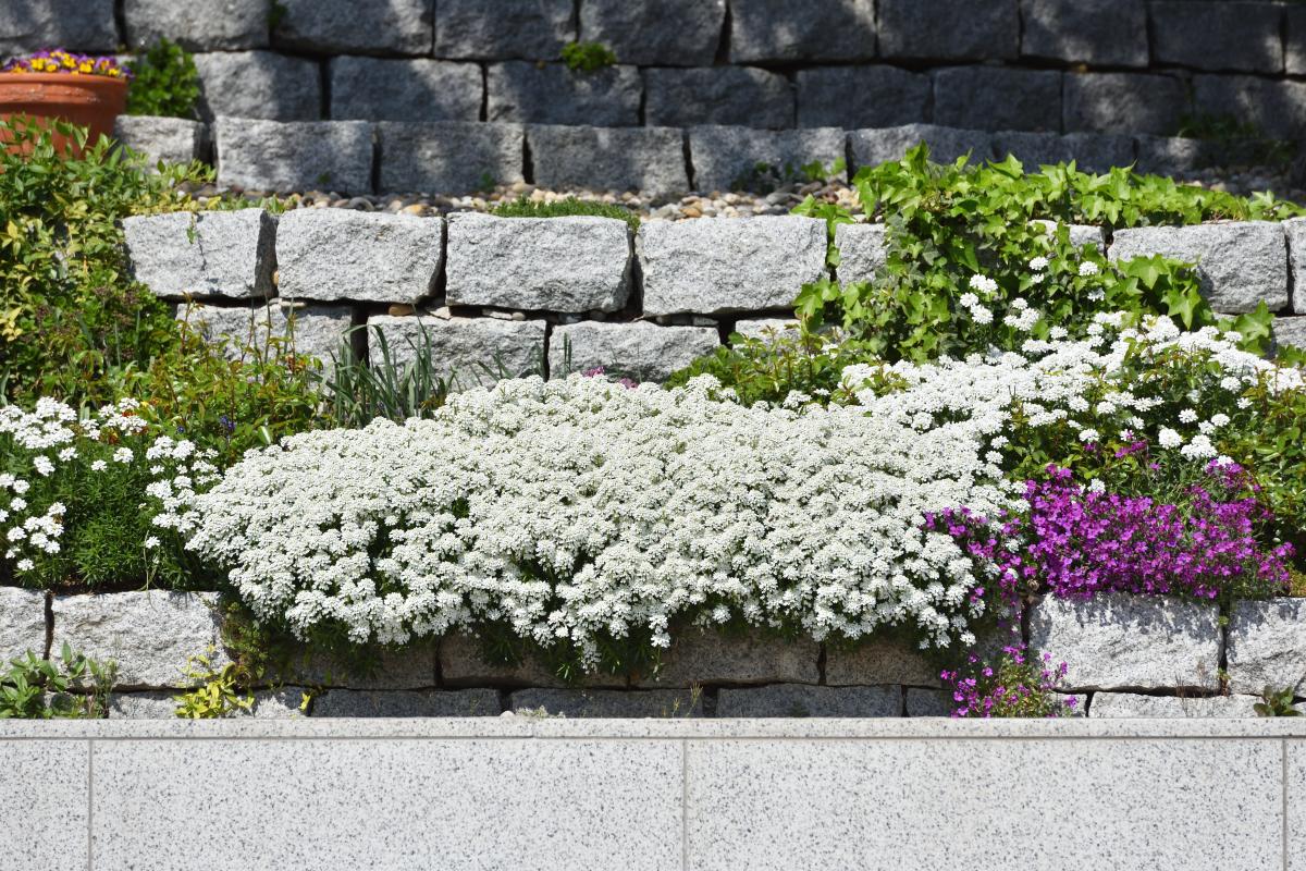 Sweet Candytuft